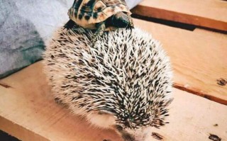 刺猬怎么养殖技术，刺猬怎么养殖技术视频