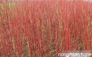 卫矛种植技术，卫矛种植技术要点