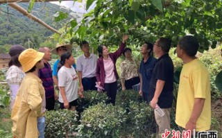 种植罗汉果技术，种植罗汉果技术盖地膜长得快